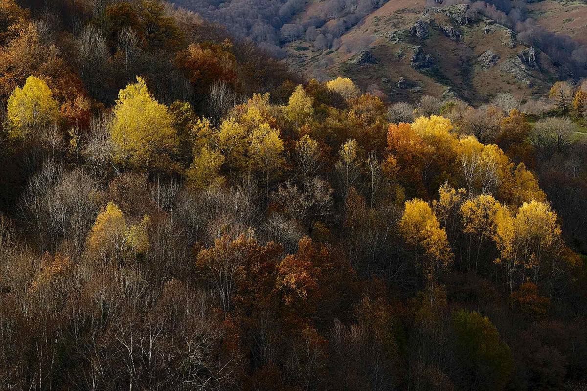 Herfstbos-correze.jpg